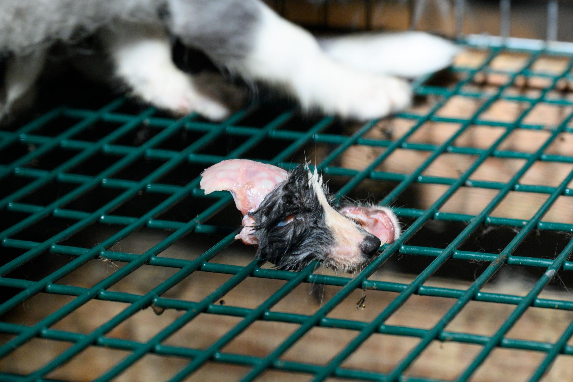 Investigación granjas peleteras Finlandia